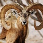 Sind ibex hunting in pakistan