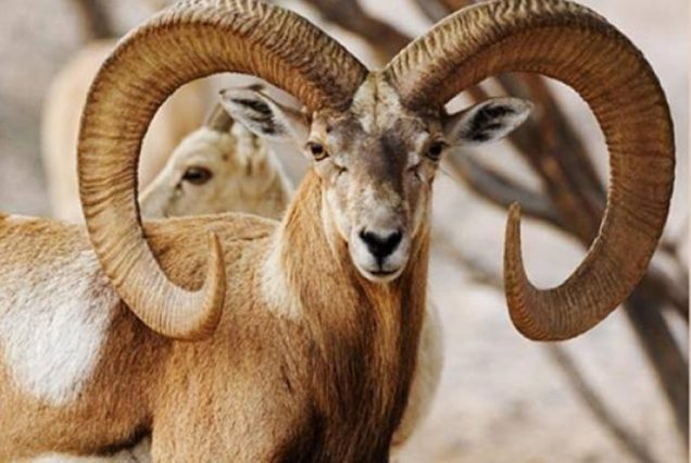 Sind ibex hunting in pakistan