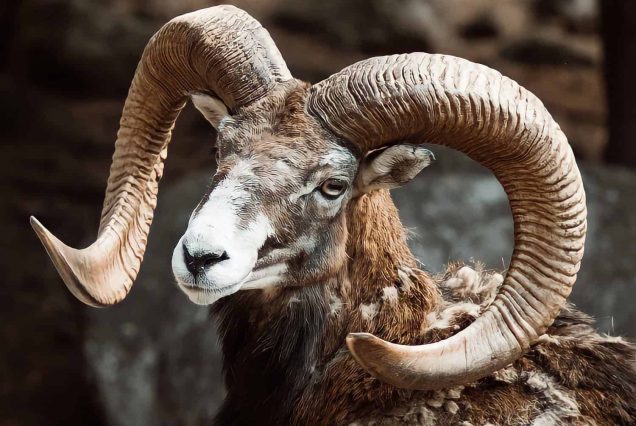 Blandford-Urial-Sindh-Ibex