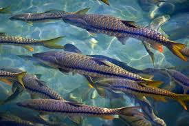 Golden Mahseer Fishing