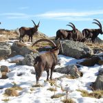 Himalayan Ibex hunting pakistan