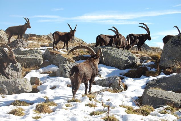 Himalayan Ibex hunting pakistan