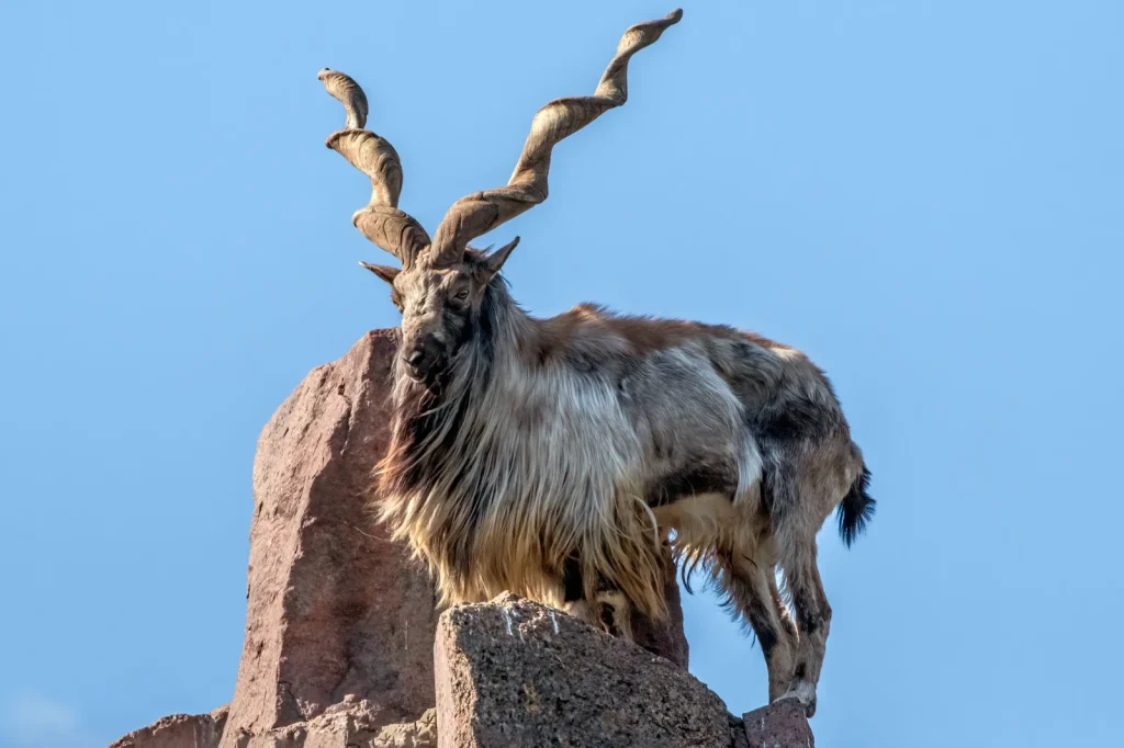 Markhor Hunting In Pakistan