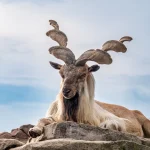 Markhor Hunting In Pakistan