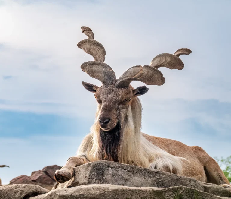 Markhor Hunting In Pakistan