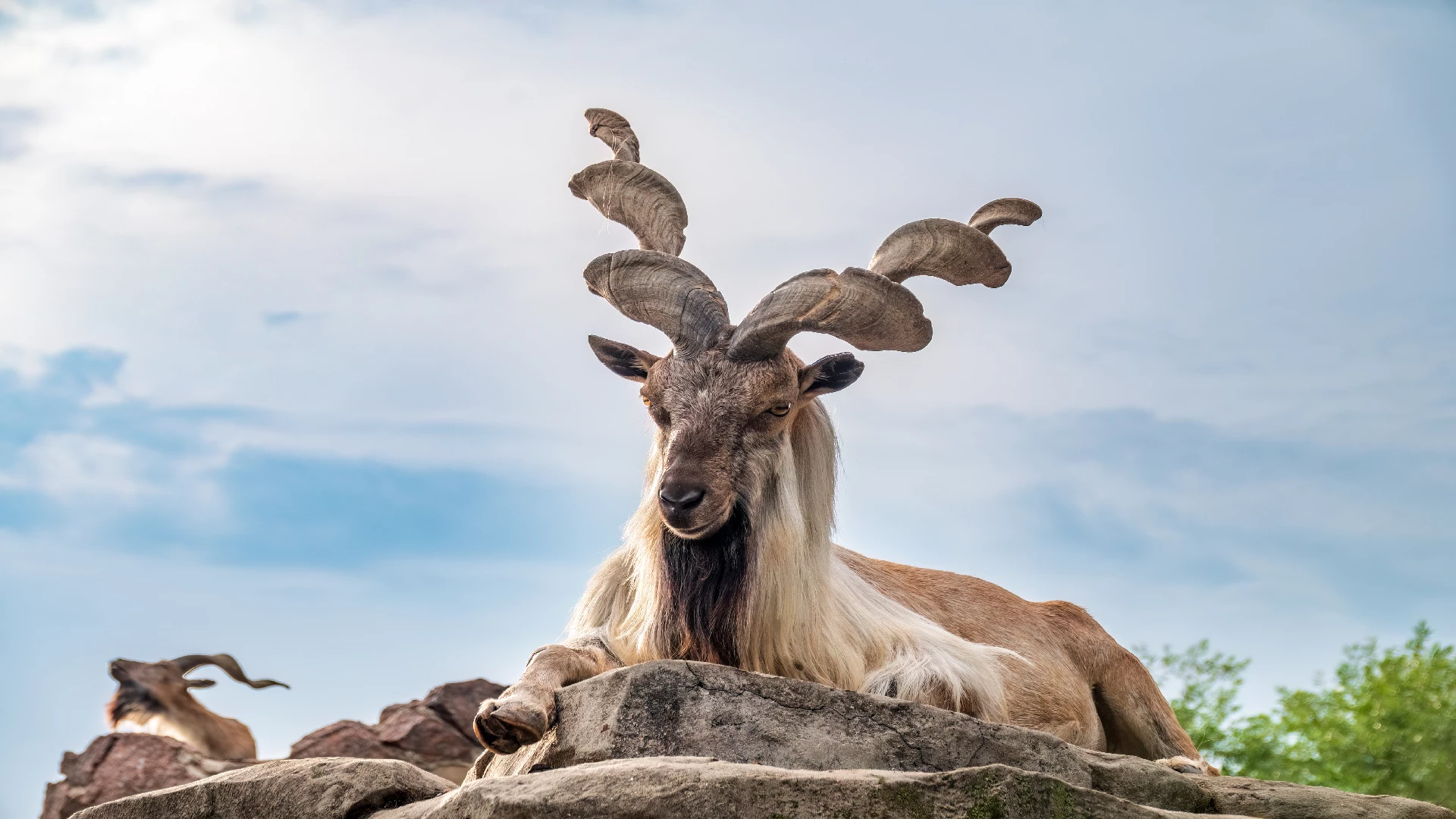 Markhor Hunting In Pakistan