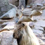 Markhor pakistan