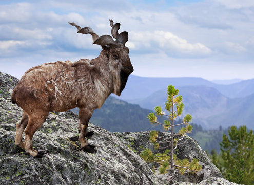 Markhor Pakistan
