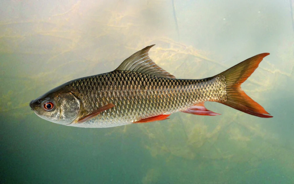 Rohu fish