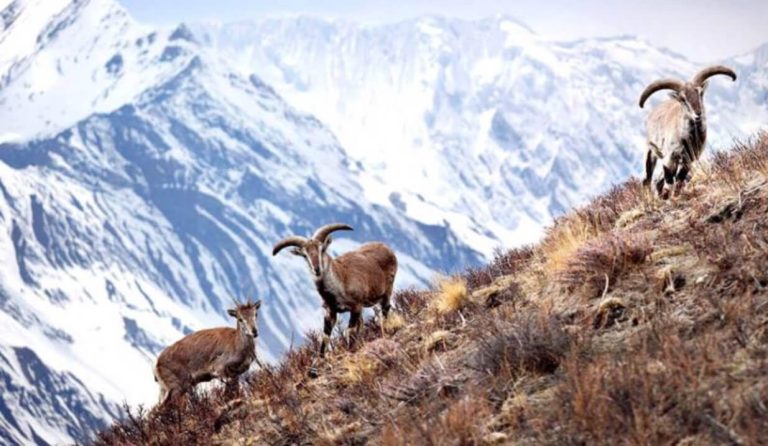 Shimshal Valley trek, Gilgit-Baltistan, Pakistan