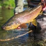 types of Fish in Pakistan