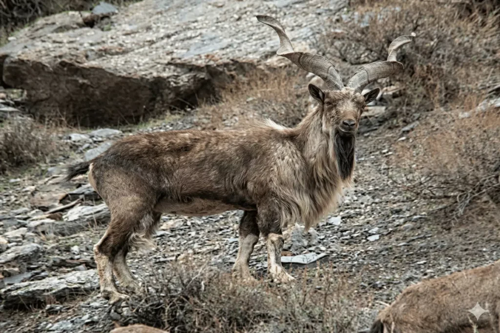 Chitral Markhor Hunting in Paksitan