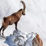 Best Markhor Hunting Regions in Pakistan