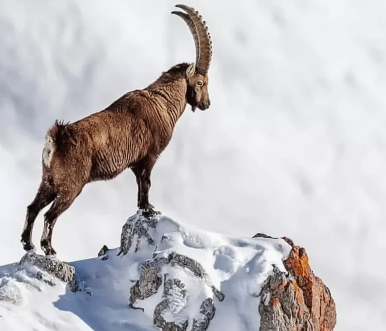 Best Markhor Hunting Regions in Pakistan