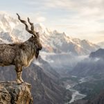Astore markhor on a rocky cliff — trophy hunting in Pakistan