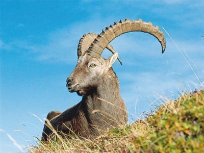 Sindhi Ibex1
